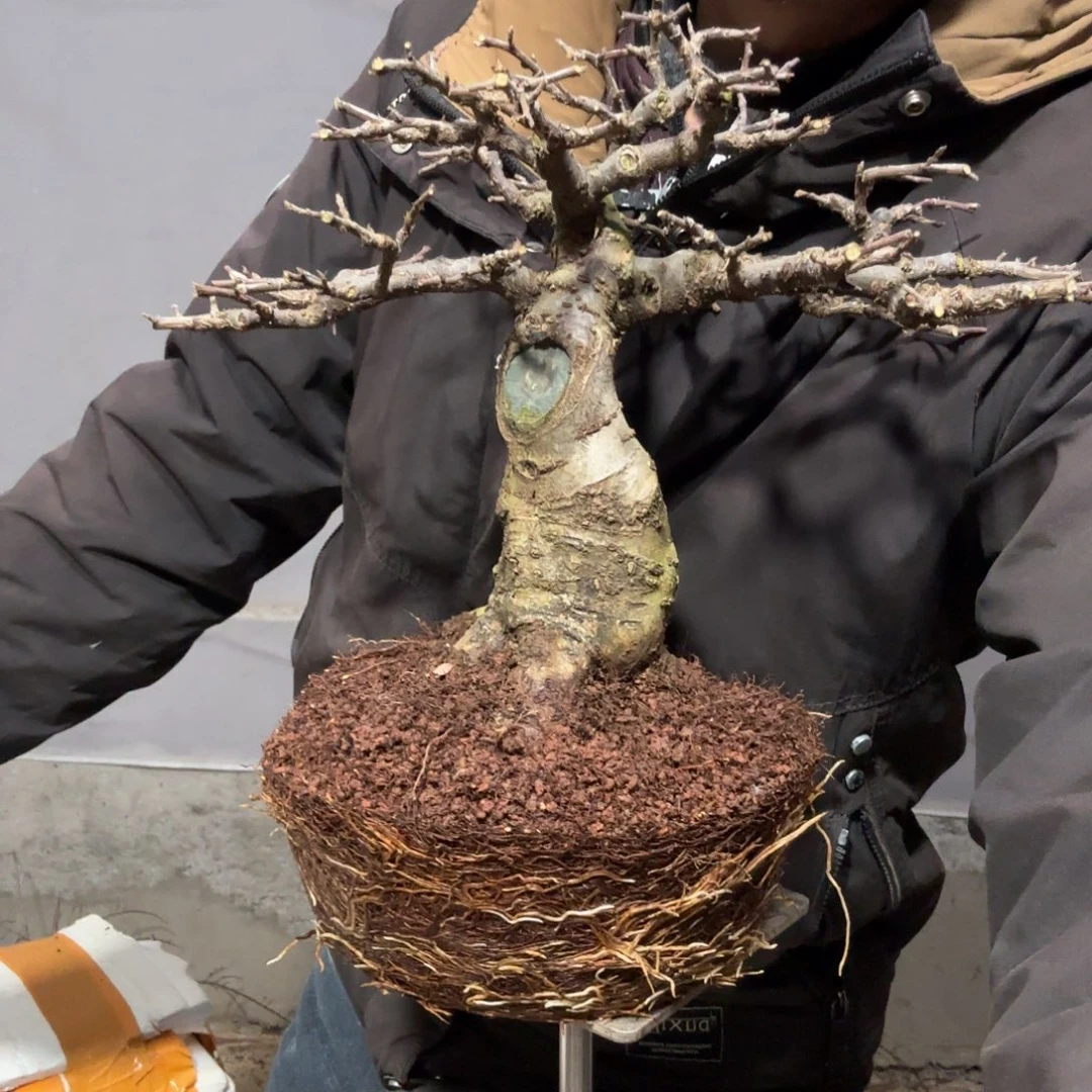 S***L云南昭通红花平枝栒子红花