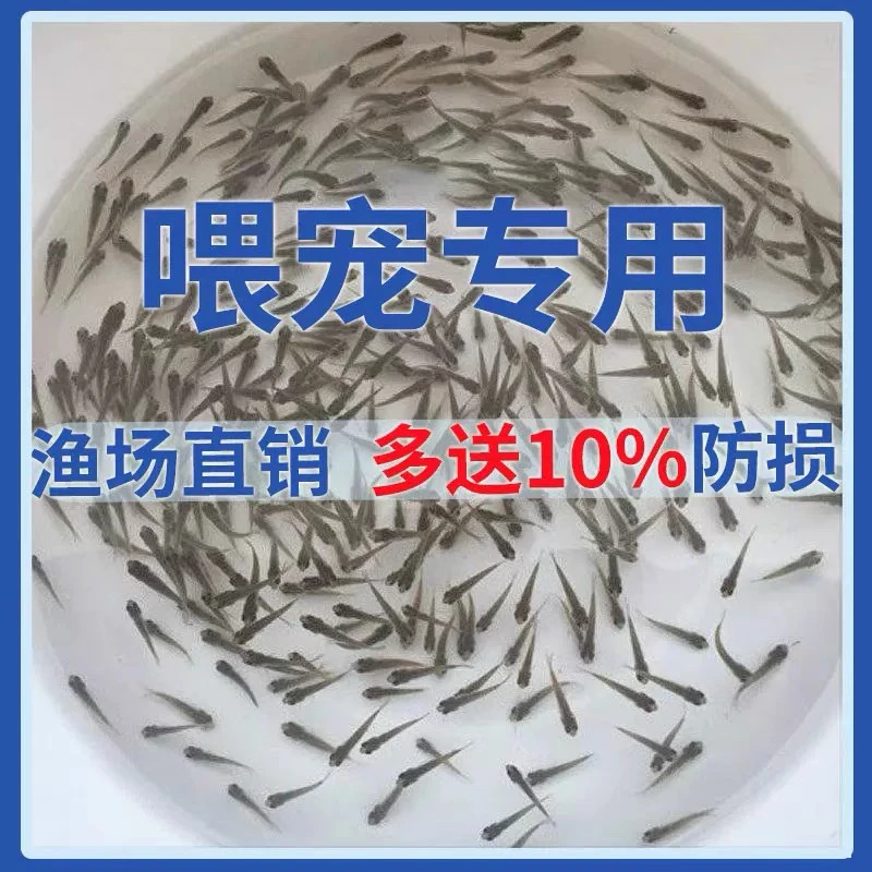 喂乌龟吃的小活鱼苗饲料淡水养殖小型活饵龟粮易养活鳄龟食用小鱼