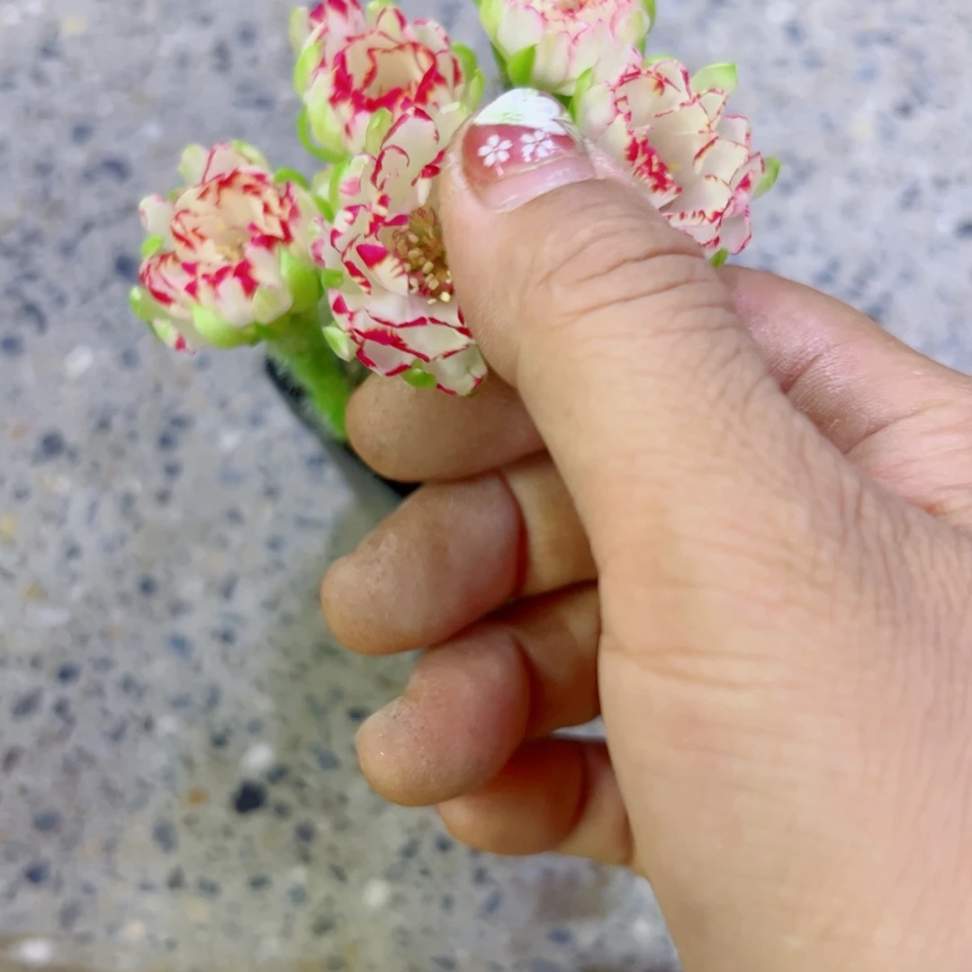 下96丽花根歪斑点掉侧芽无售后脱土掰花发货20包邮