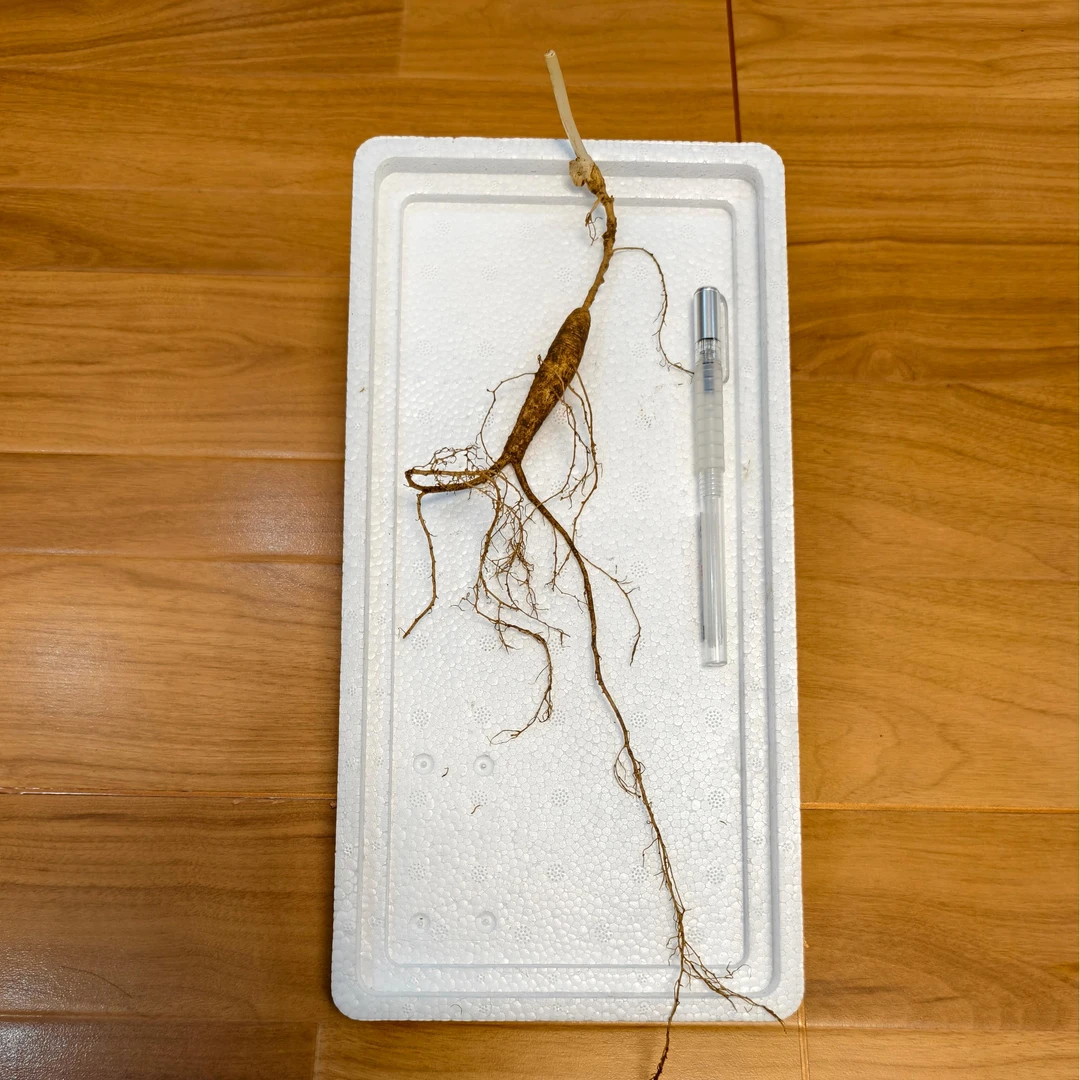 长白山山参单支改价链接