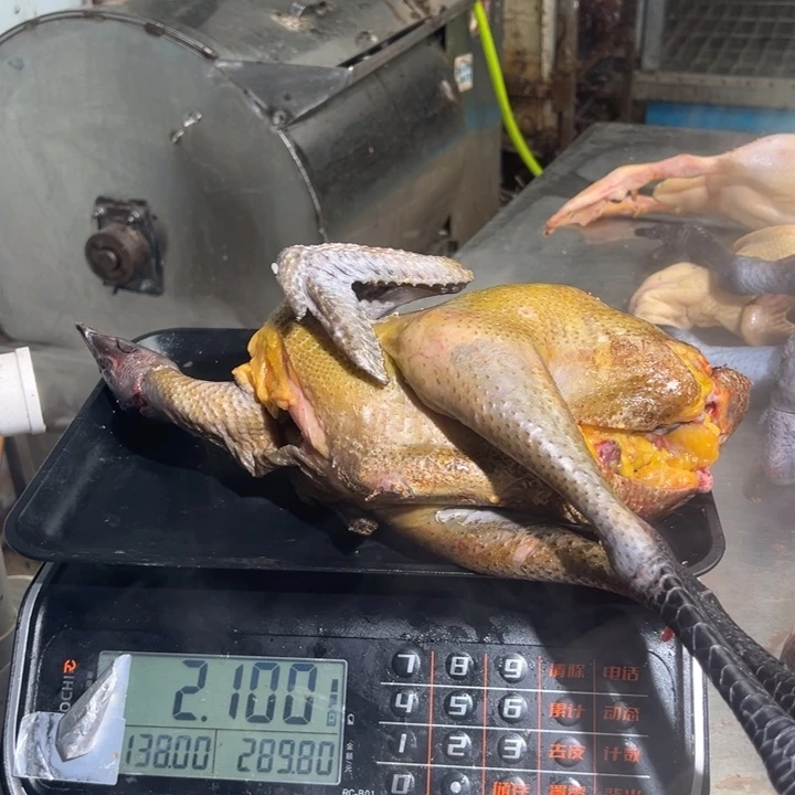 一号母鸡食用农产品中国大陆毛**妈