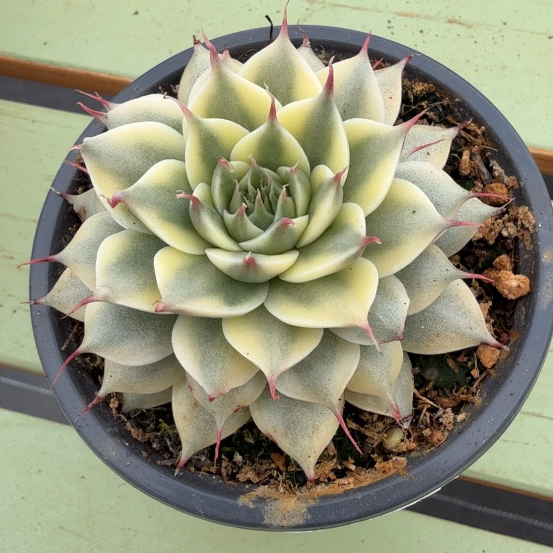 银星锦锦上园艺一物一拍