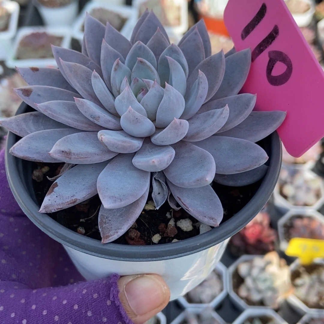 110轻轨多肉植物多肉