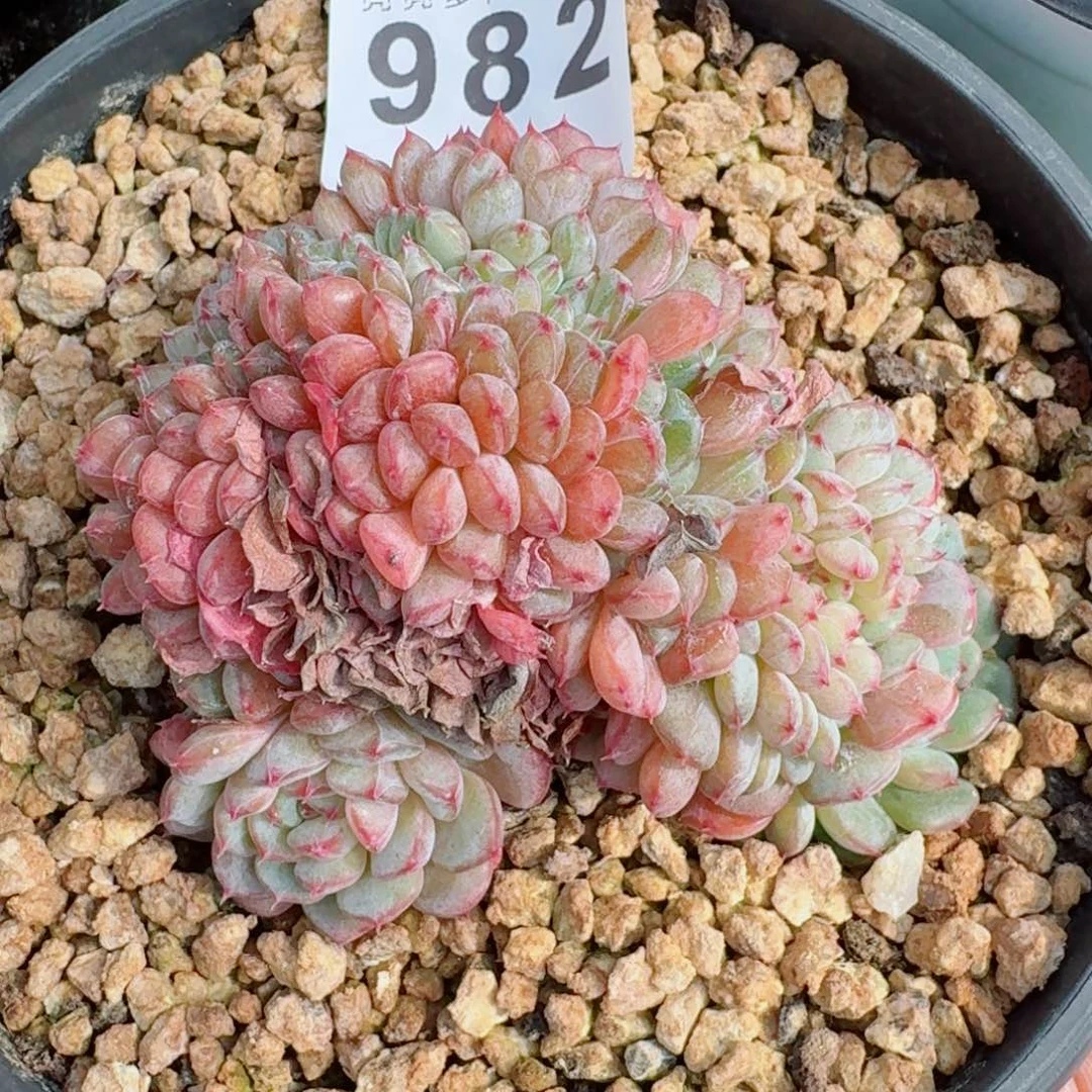 白胖子缀化      愿你一路坦途，乘风破浪展宏图