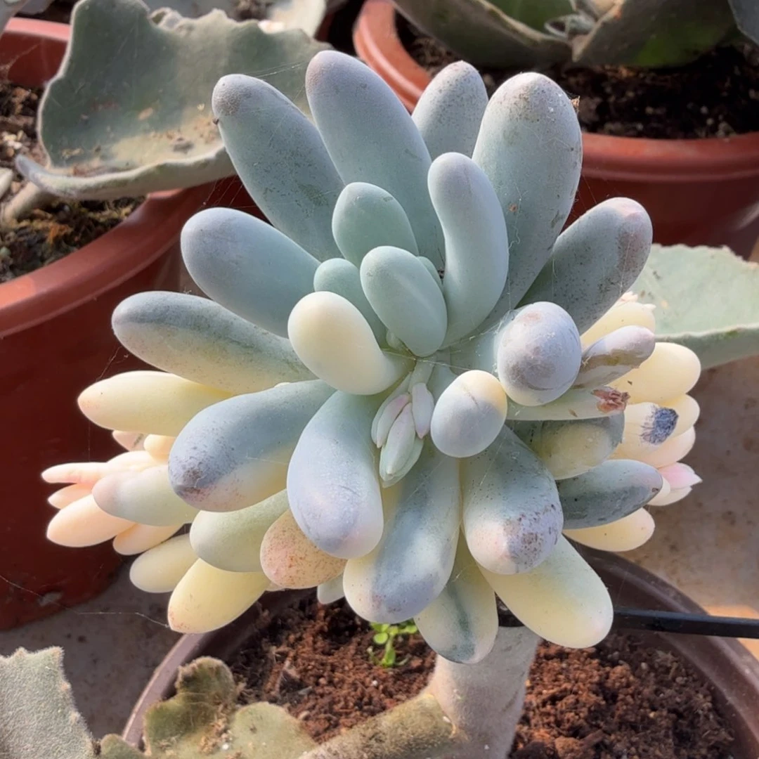 汤圆锦白拉丝锦一群