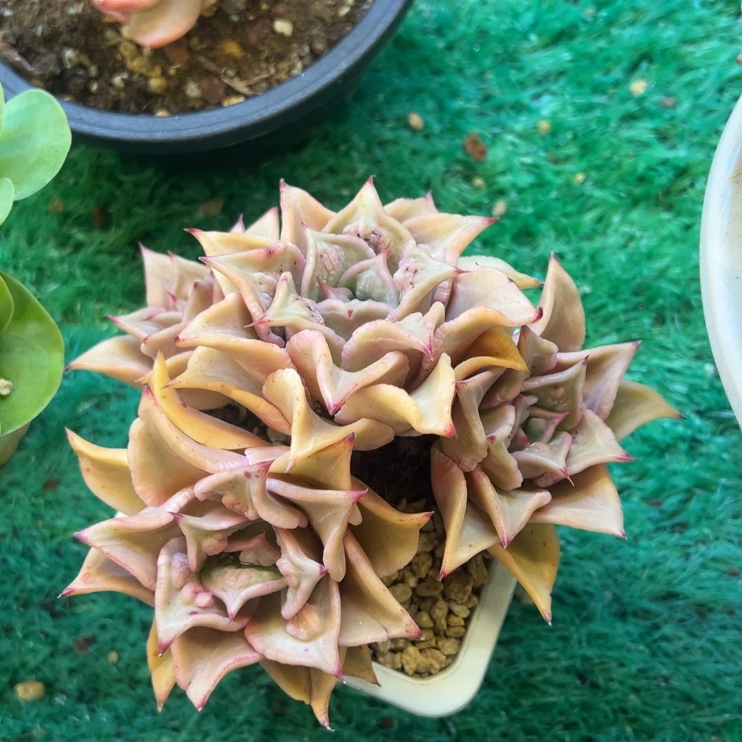 饺子皮，，，，，，，，，，，，，