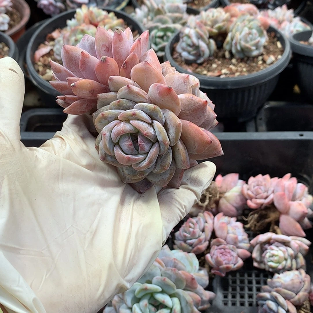 哈哈哈哈哈哈星影多肉29