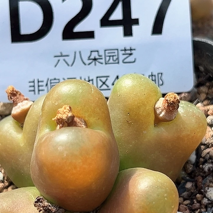 大***?毛汗尼1111111多肉