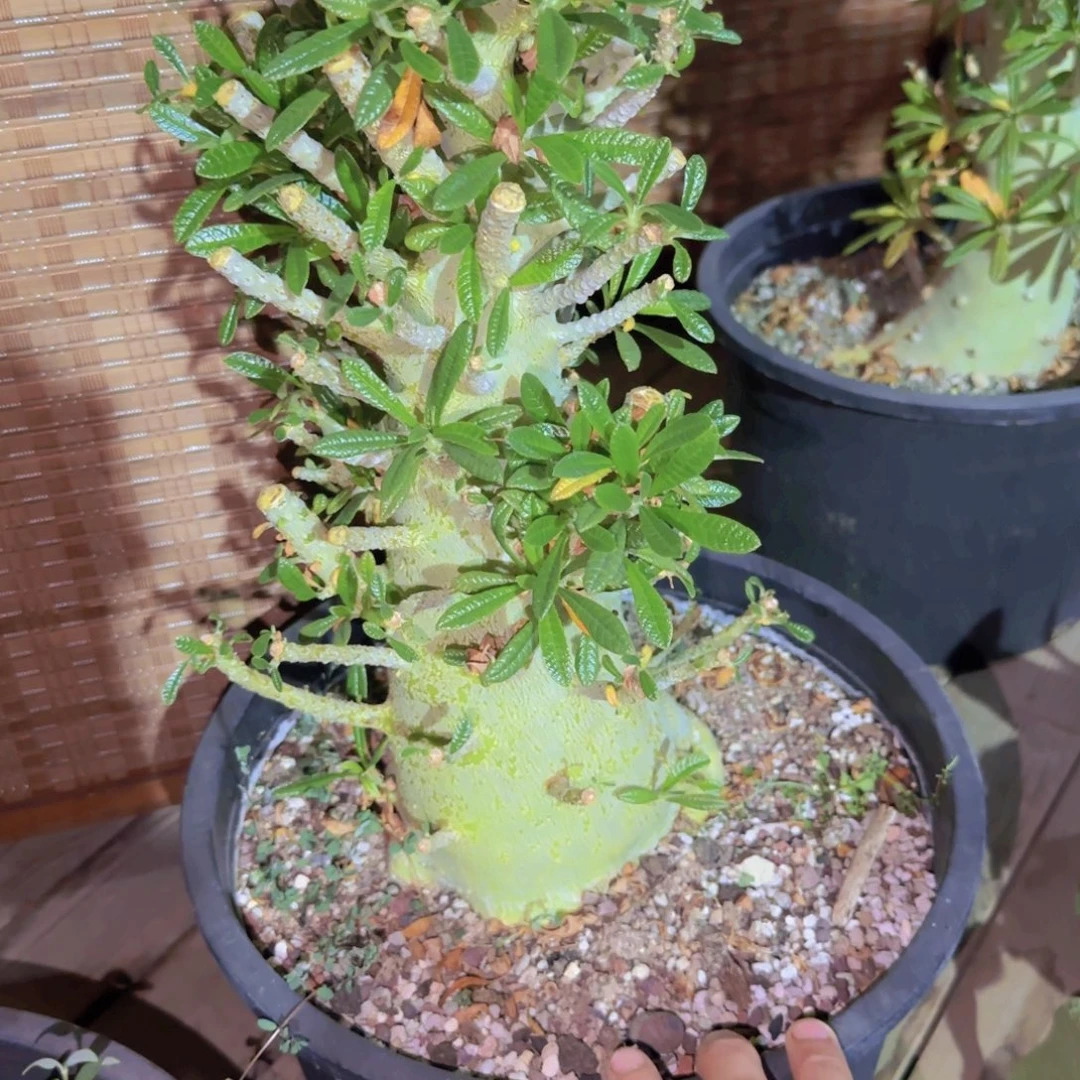 B***s块根植物块根植物
