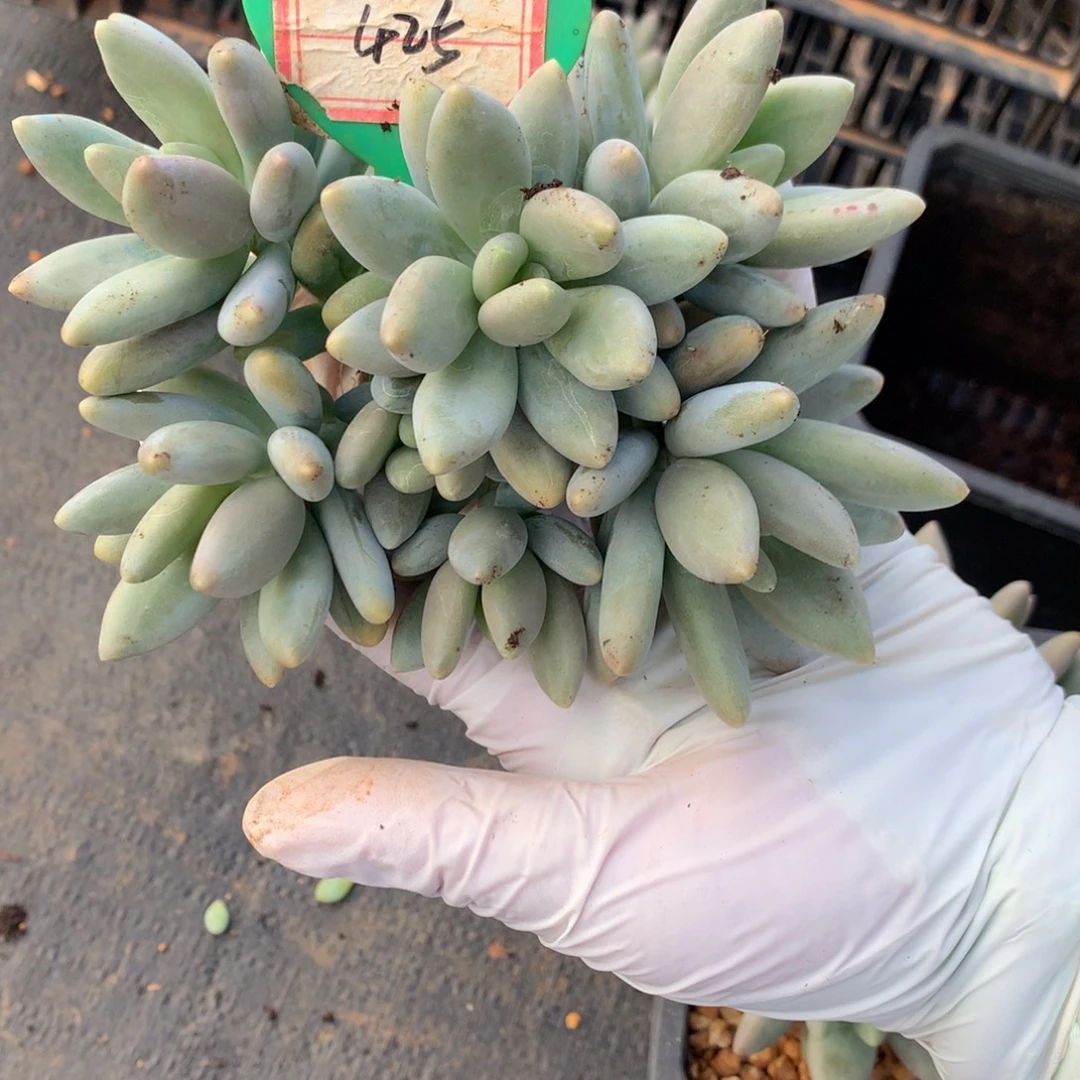 白兰地美人一物一拍