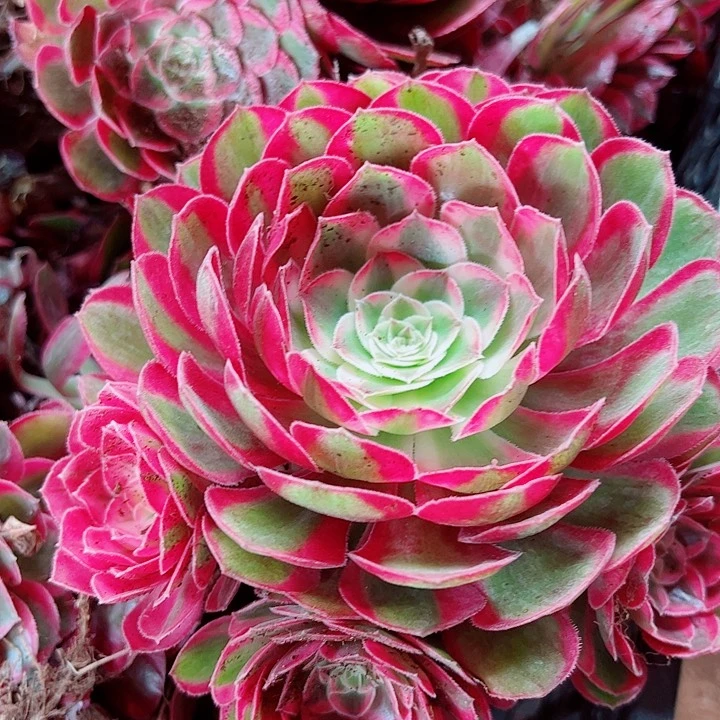 孔雀翎戴崽多肉植物大战