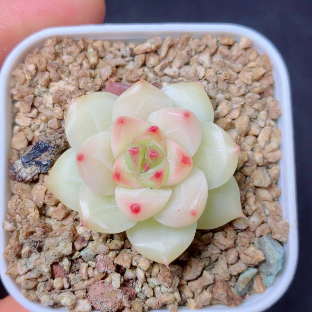 6 精品多肉一物一拍