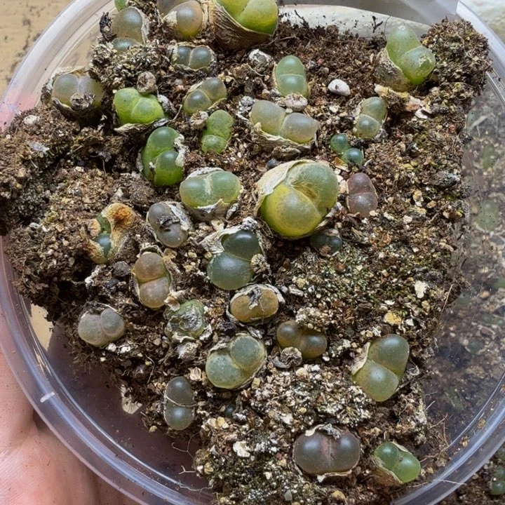 多肉植物的生长发育264