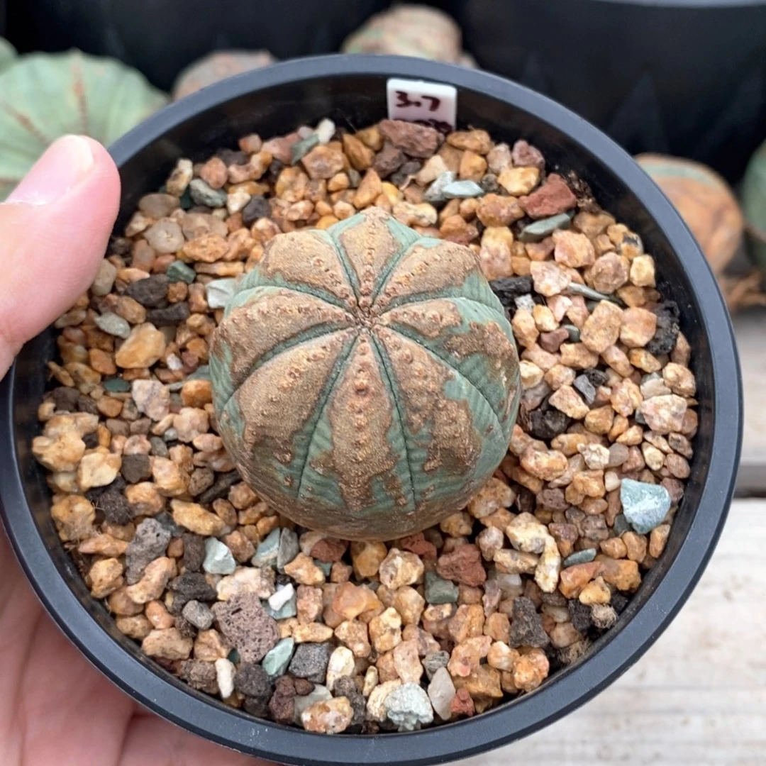 2 欧系实生布纹球多肉植物