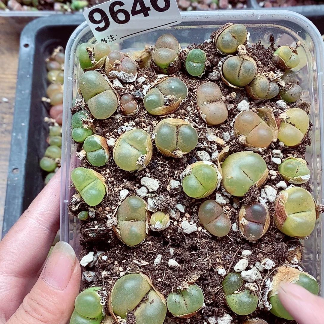 9646毛混淋漓尽致啦