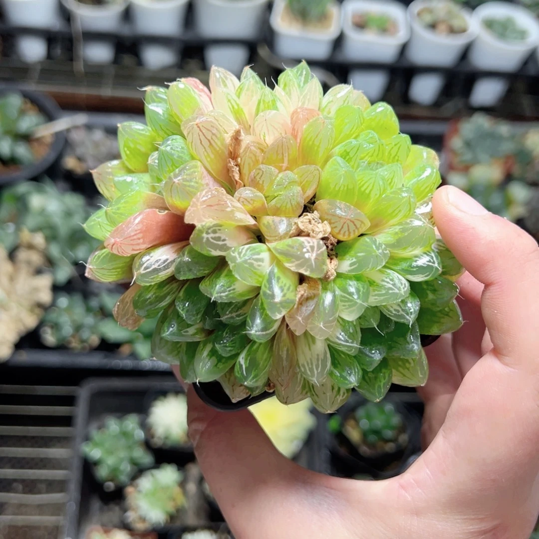 知***沐0579多肉植物一颗