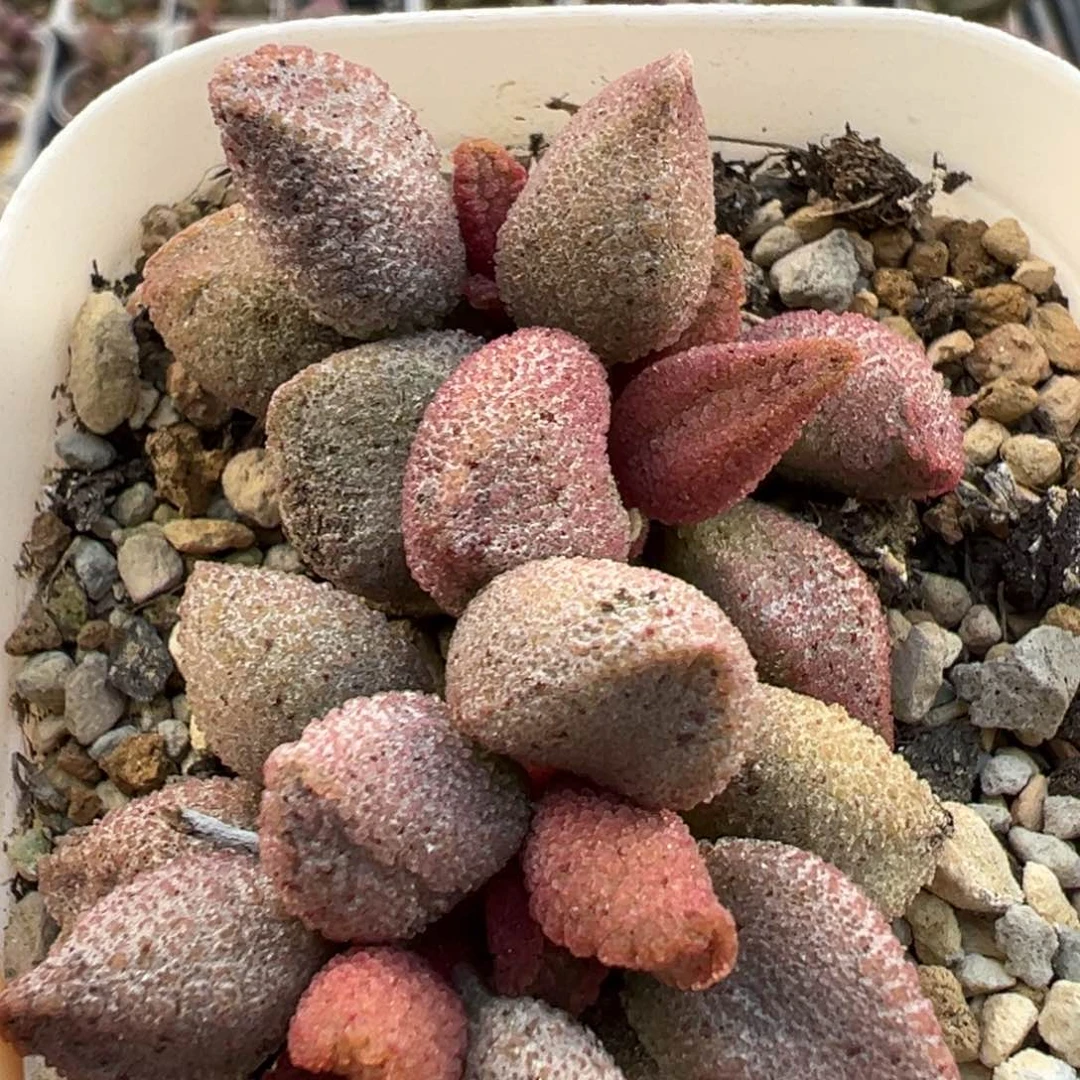 黑酱黑点哈默多肉植物水泡