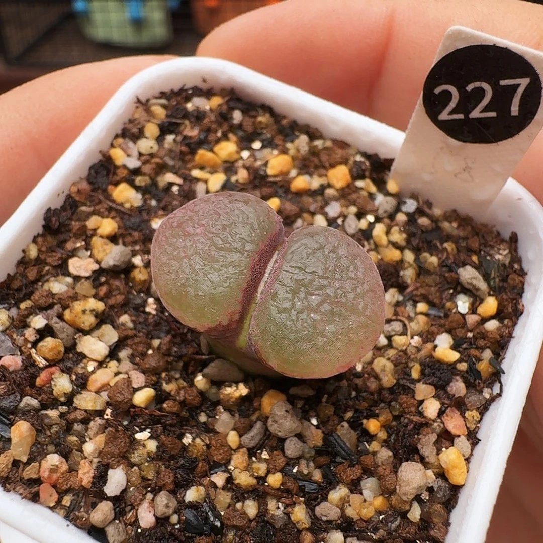 多肉植物福利风铃227