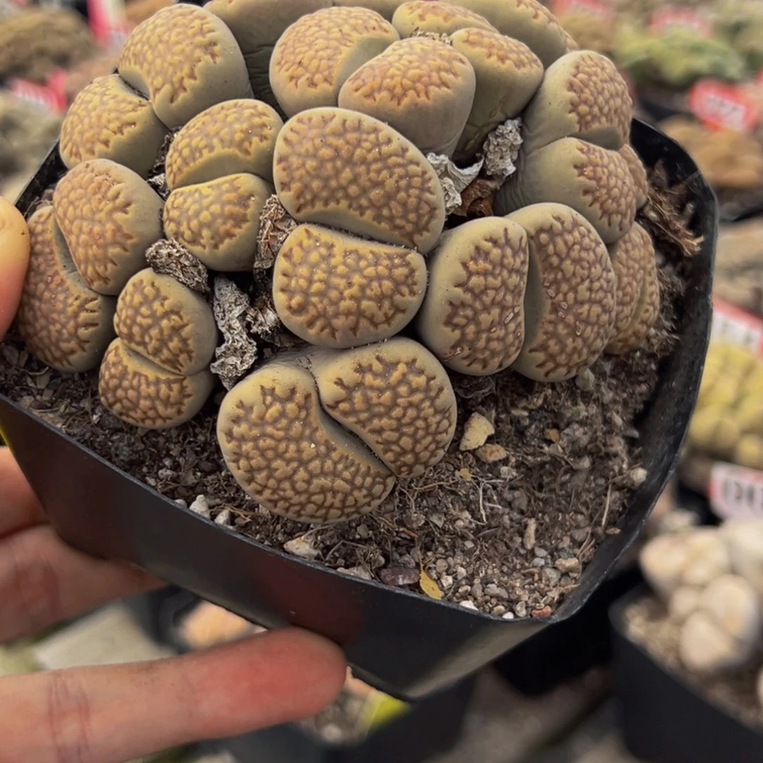 001 生石花大群生大群生