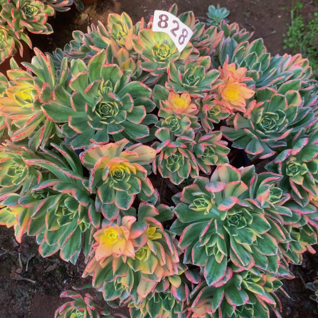 【闪购商品】828甜茶多肉