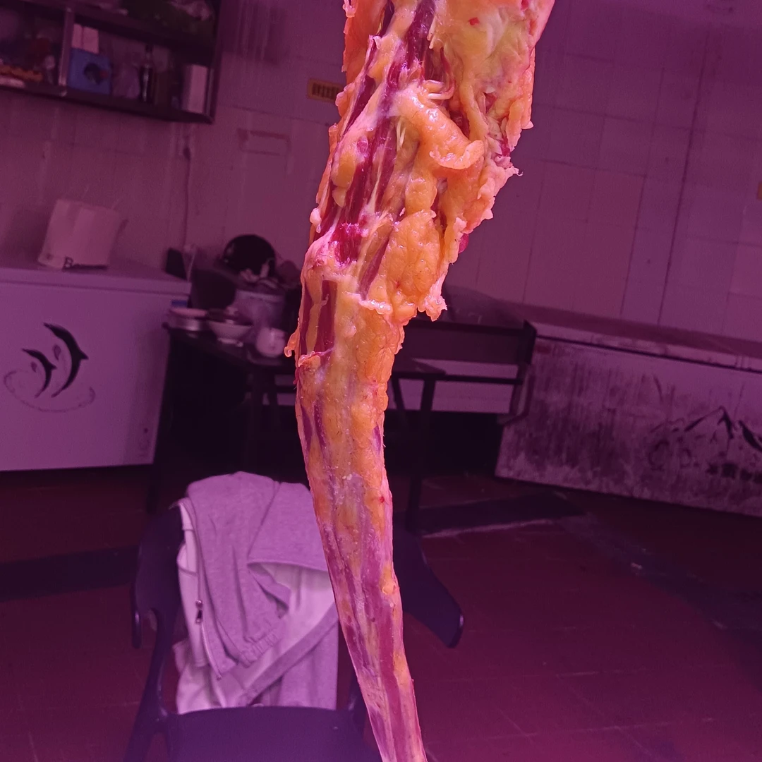 新鲜牛尾整根可红烧煲汤顺丰急冻发货