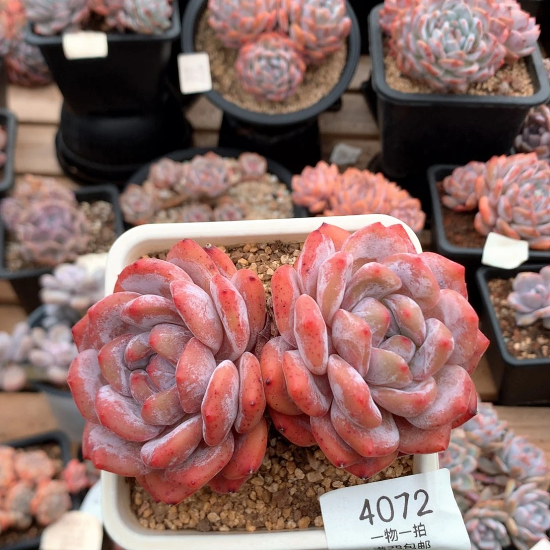 11厘米双头高桩韩橙4072