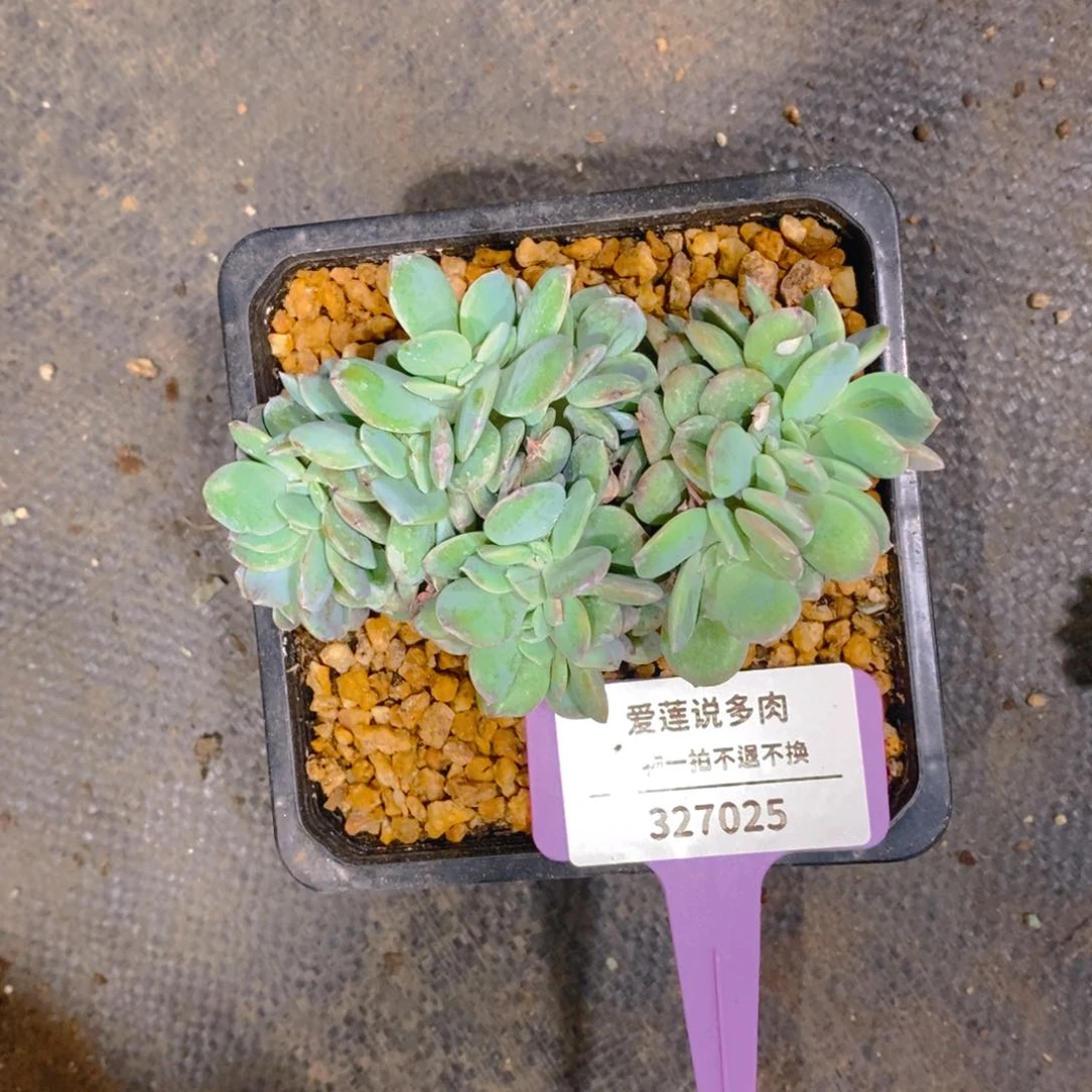 雯****y327025白凤缀化