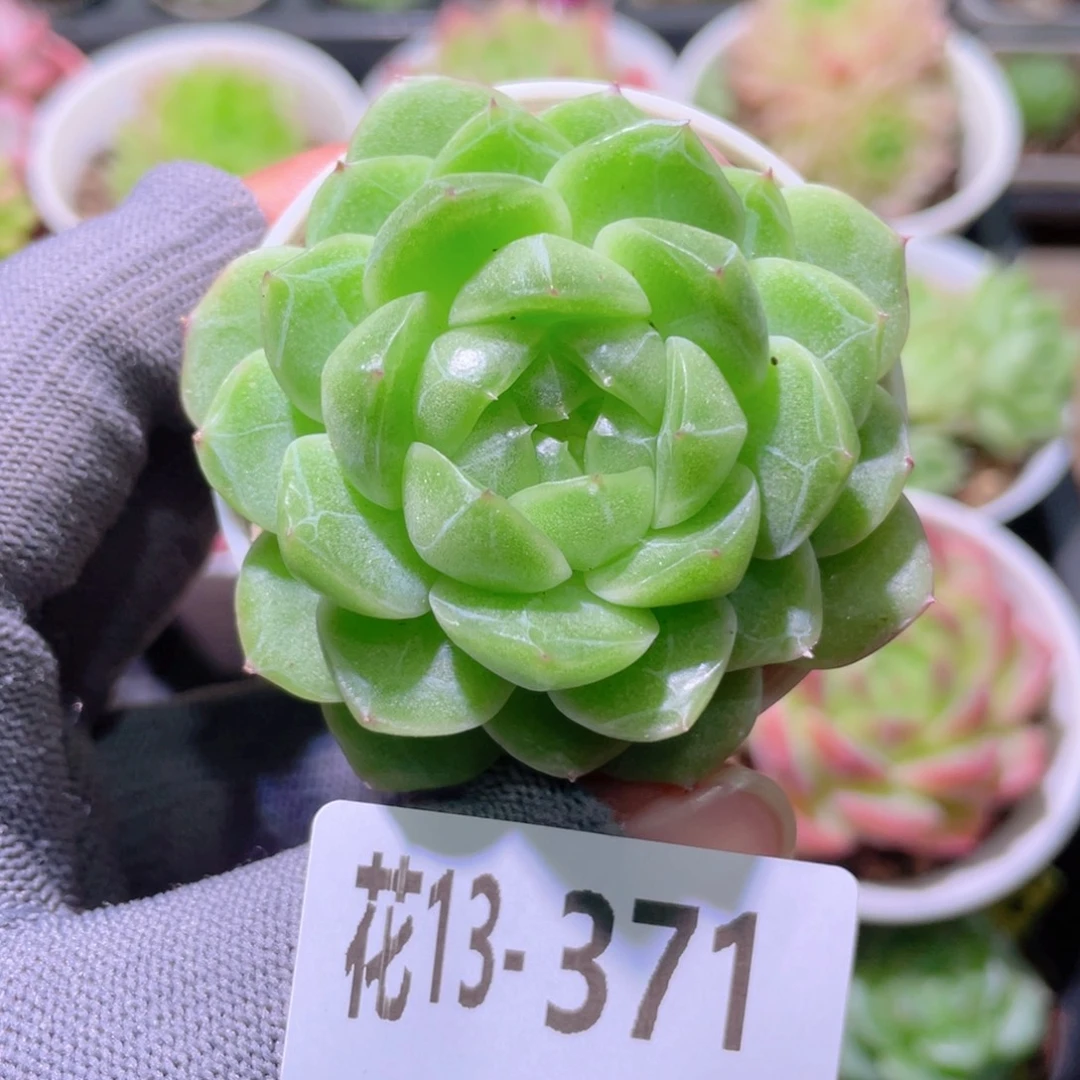 花利美13-371青璃