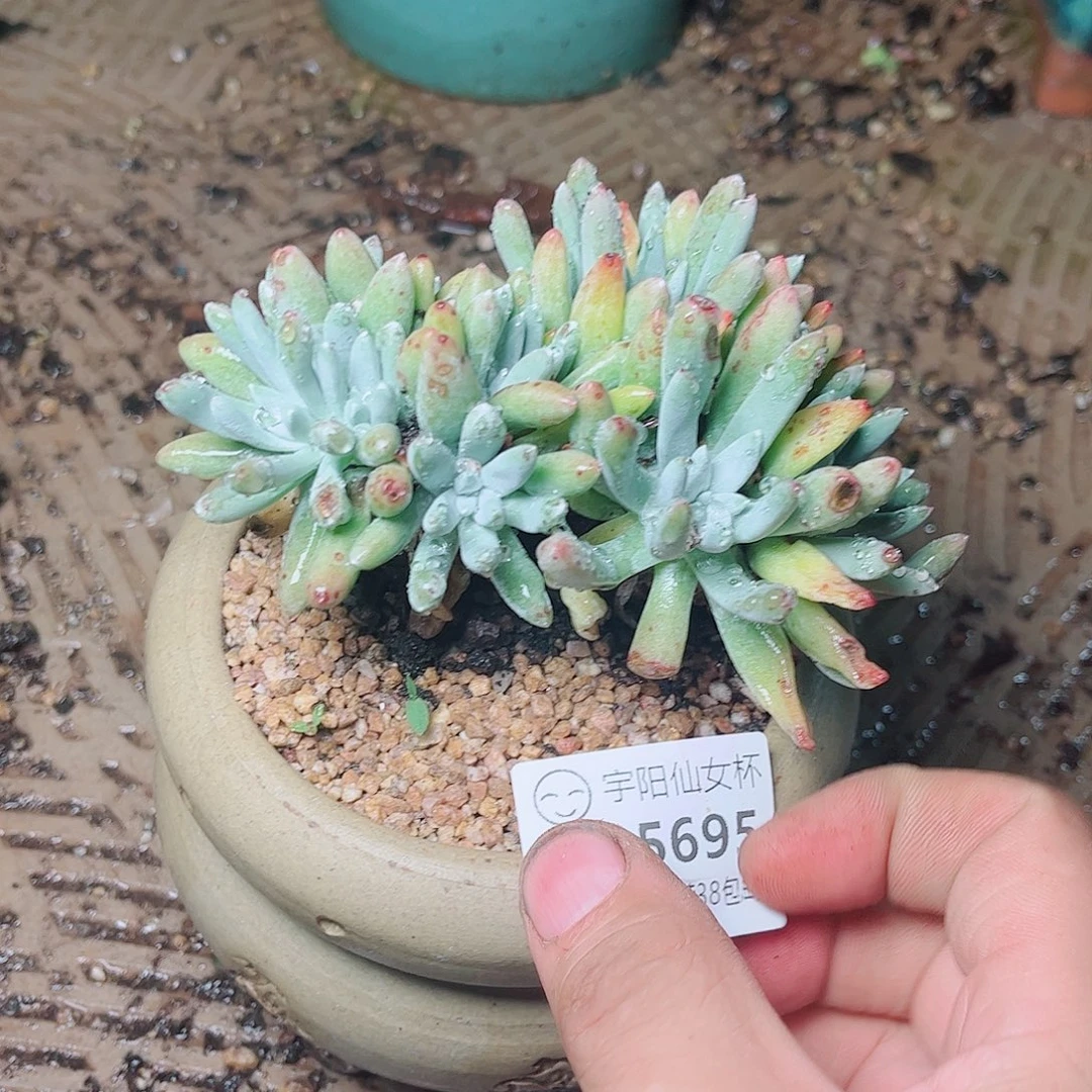 5695登西仙女杯多肉