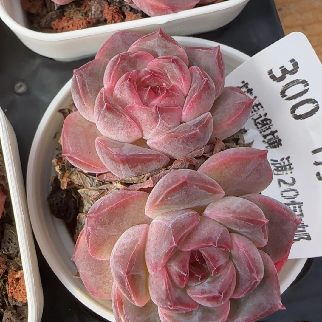 花语逸镜0130-300