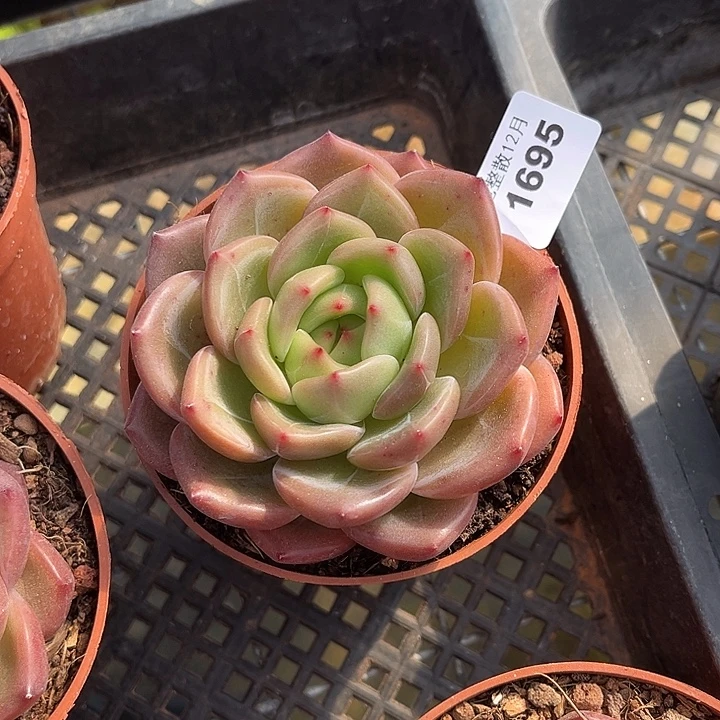 阿雅园艺。       1695Q橙