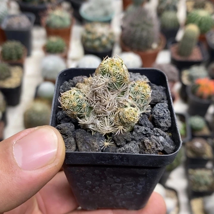 紫王子群特价福利