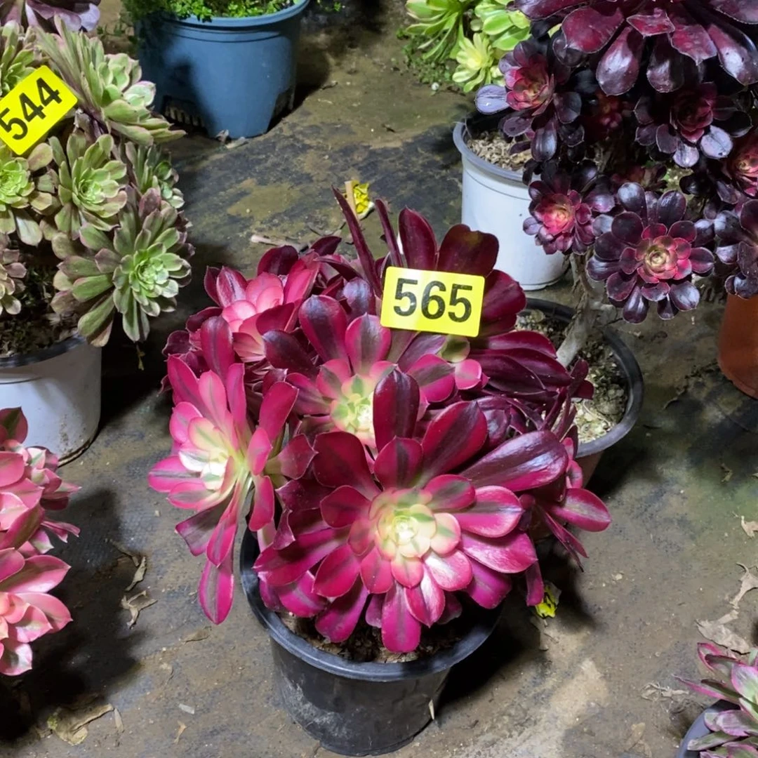 美杜莎多肉法师565