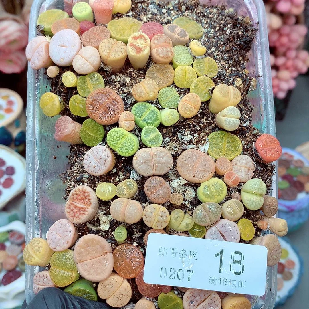 生石花满18包邮7-18