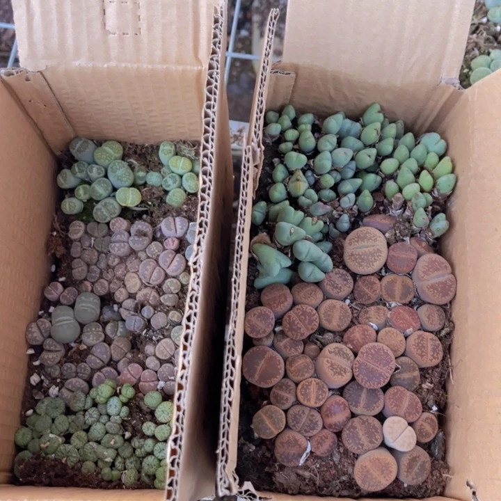 一箱两层8888888888888