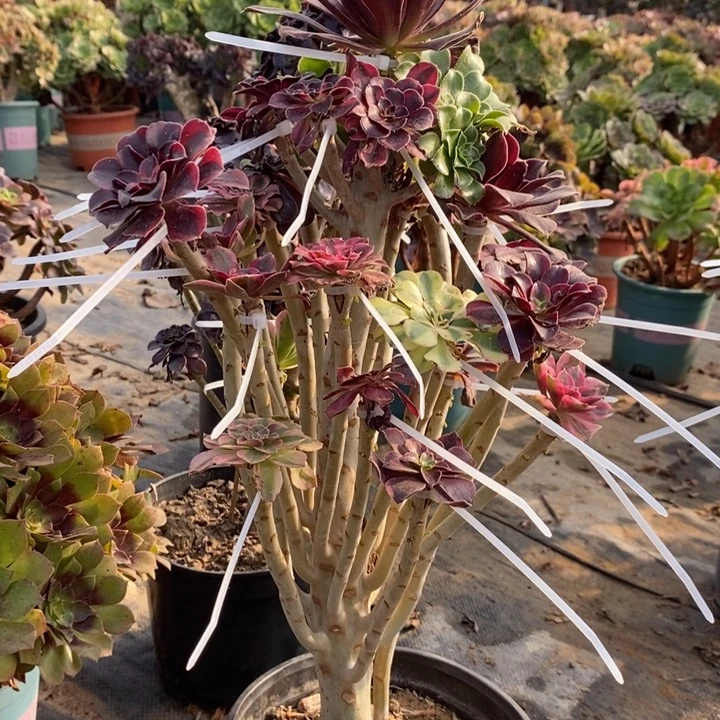 嫁接多肉植物18。