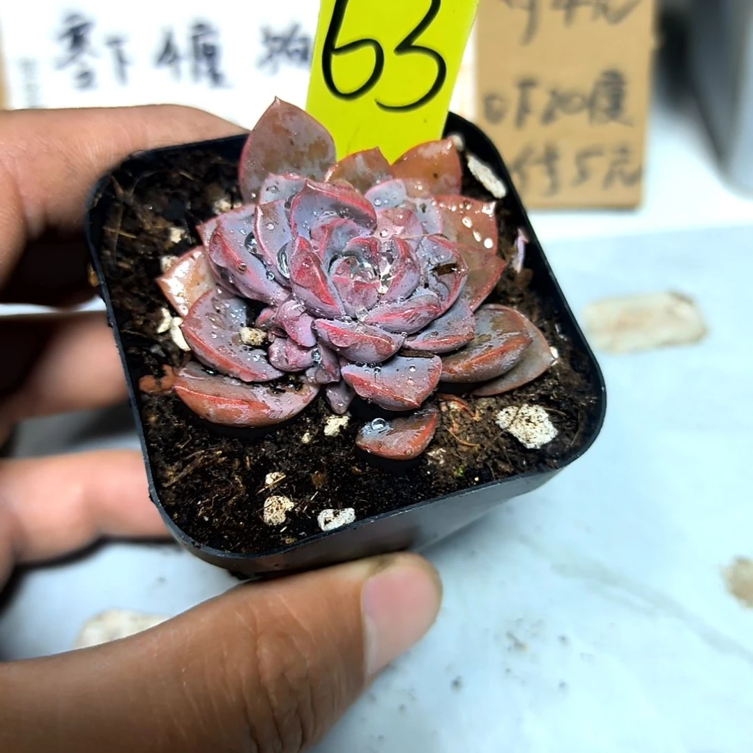 满6元包邮，#63紫卡方盆