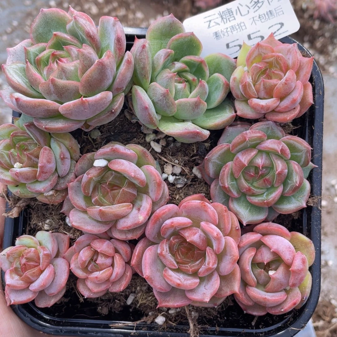 云糖心多肉植物552