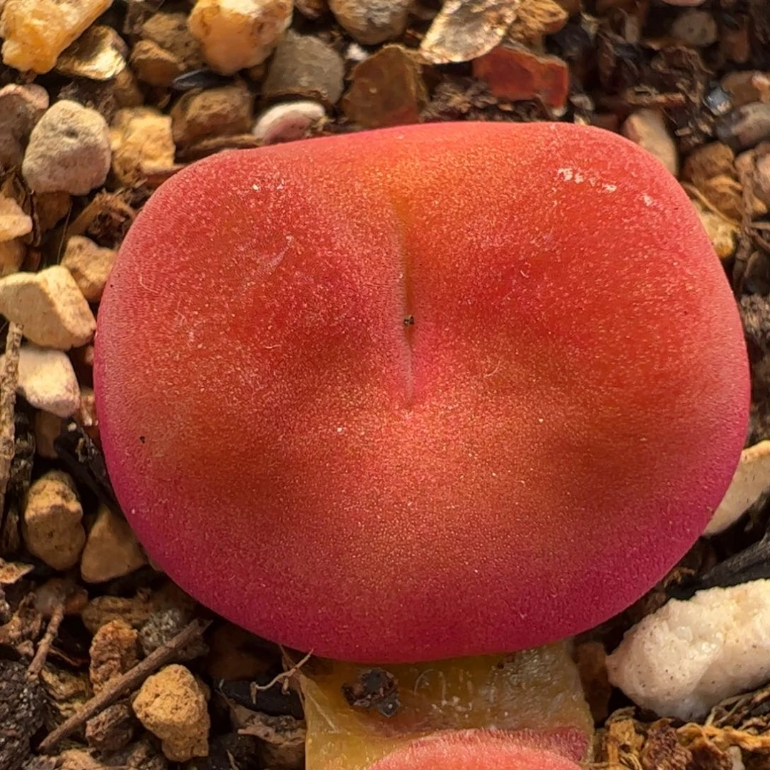 471多肉植物组合