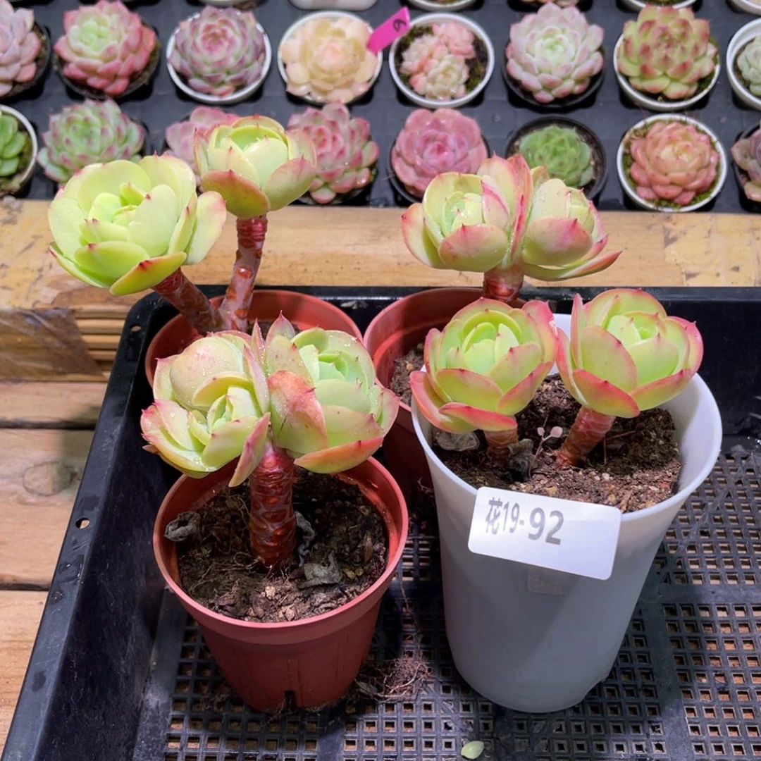 花19-92桃花石4颗含盆土不售后