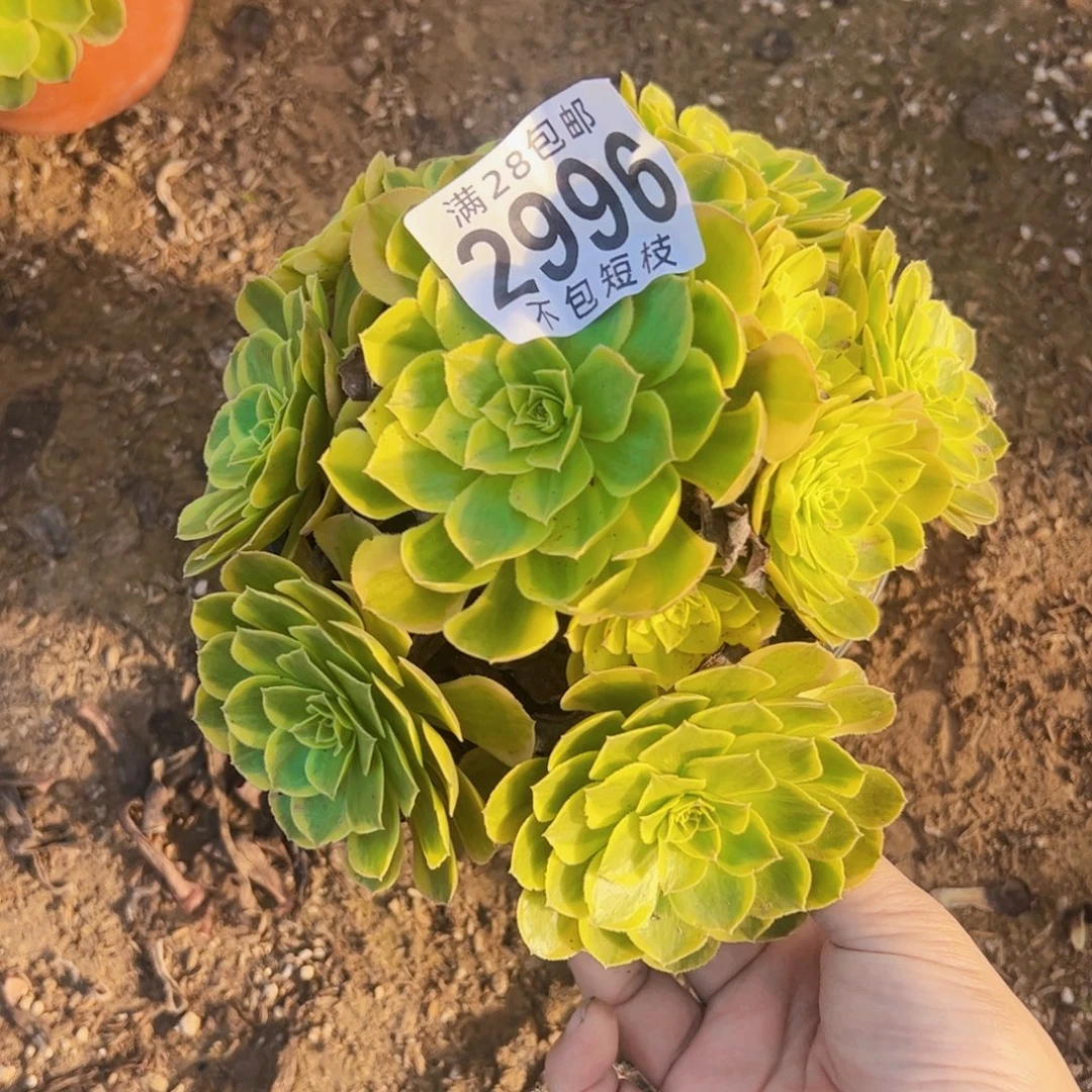 奶白多肉植物法师2996