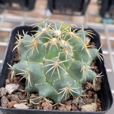 实生钢钉4仙人球