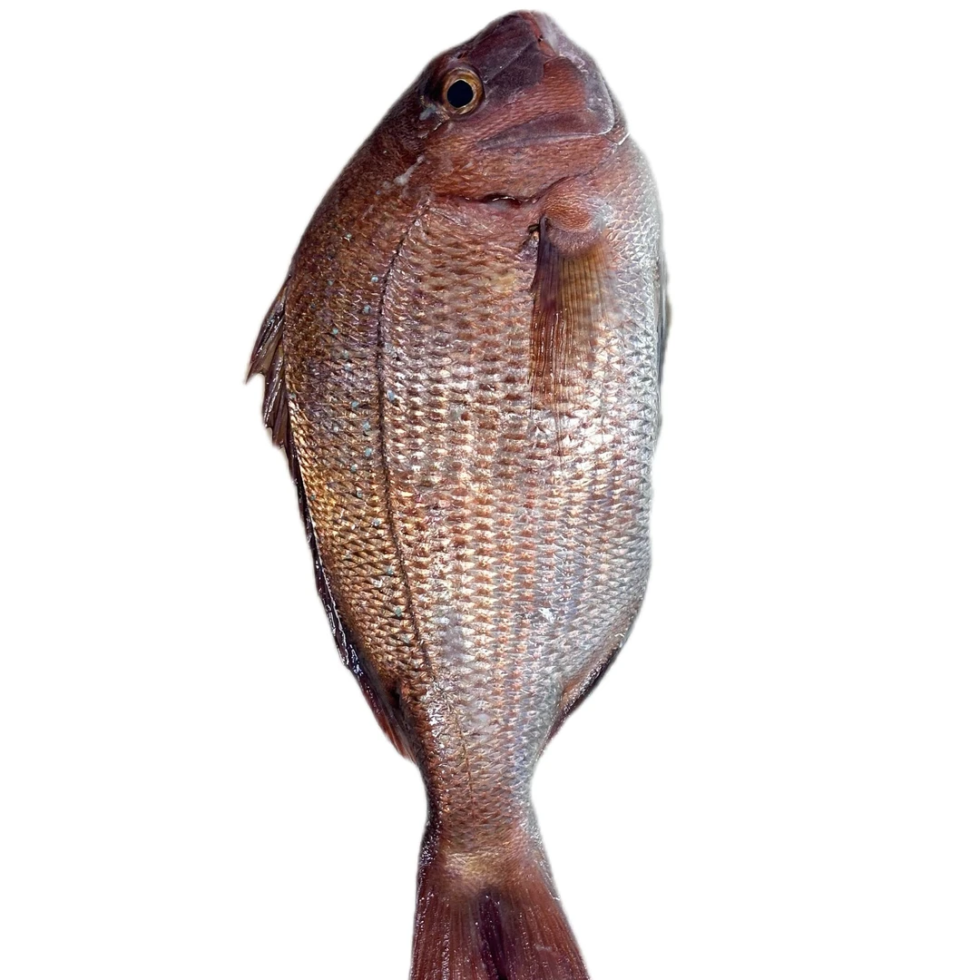 春节福利本地生态大加吉鱼