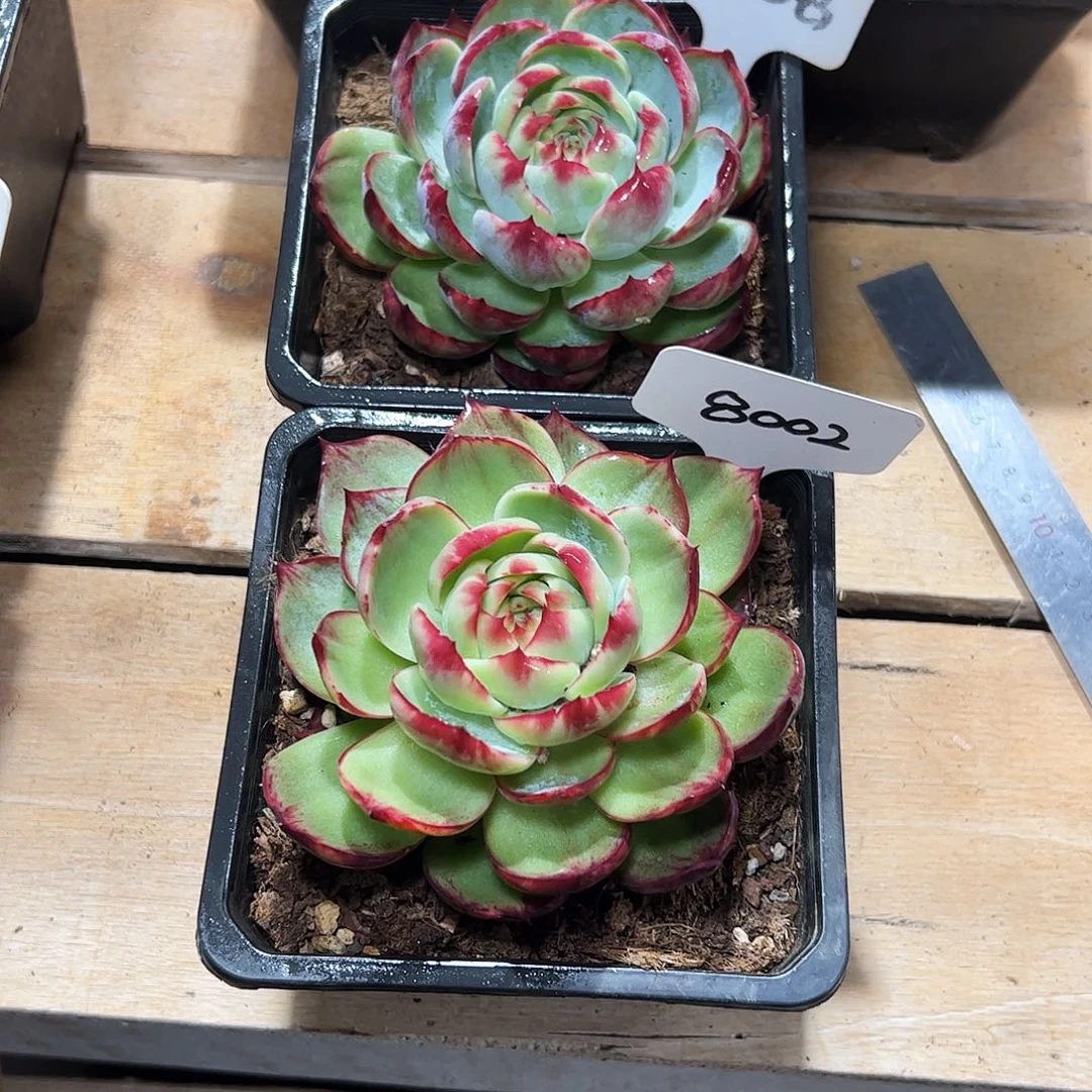 惊鸿仙子8002.2158号