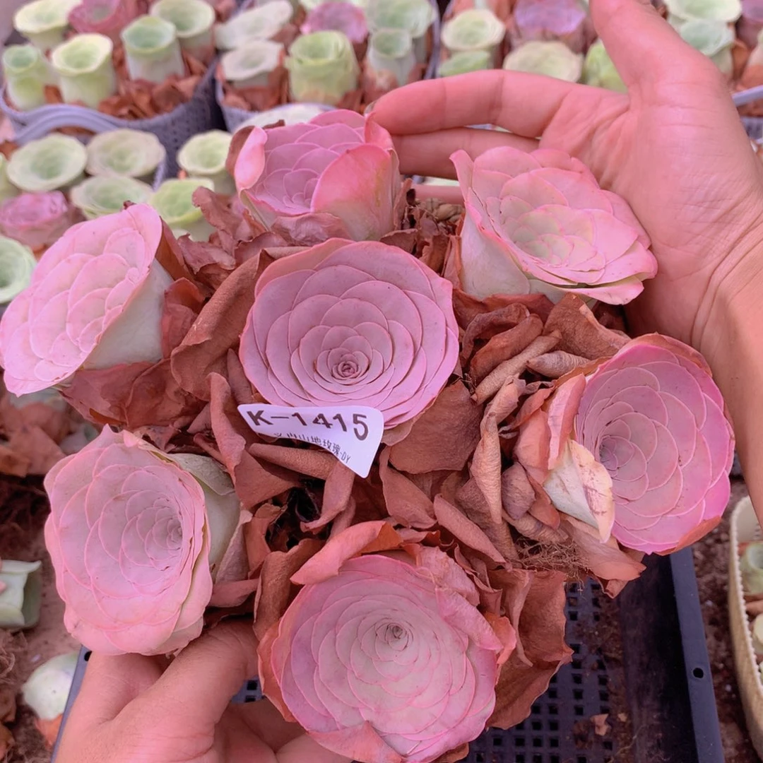 7颗1415精品花朵脸