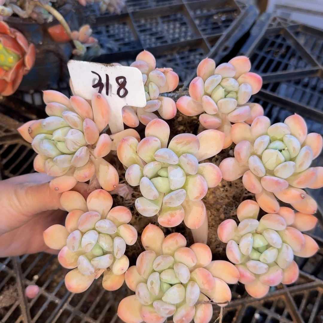 多肉植物和植物等植物为