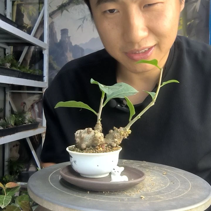 旁*者中青园艺一物一拍75