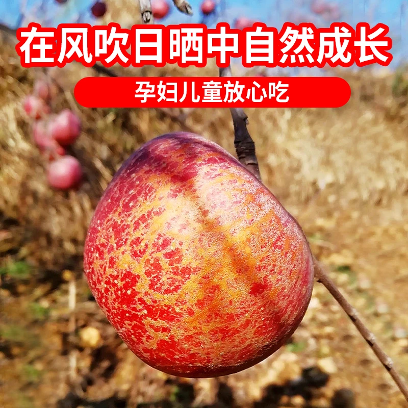 【2025年现摘】云南昭通冰糖心苹果水果新鲜丑苹果红富士整箱包邮