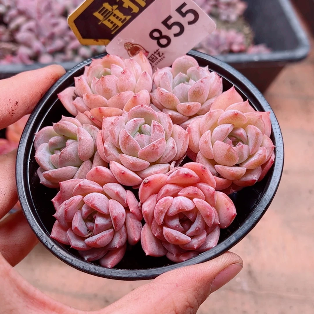 多肉植物多肉植物