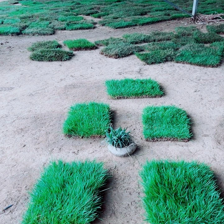 用***8无花朵马尼拉草坪包邮价格，。